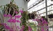 Ám ảnh lan đột biến