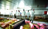Mô hình chăn nuôi 'vượt bão' dịch tả lợn châu Phi