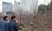 Đào Nhật Tân lên giá