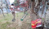 Mua bán đào rừng: Dán tem, không cần xác nhận