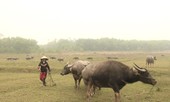Thu hàng trăm triệu đồng mỗi năm bằng nghề vỗ béo trâu, bò