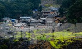 Hoa cải nhuộm vàng núi đá Hà Giang