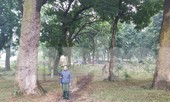 Khám phá rừng lim độc đáo, hơn nghìn năm tuổi tại Hà Nội
