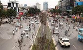 Qua ba mùa rét, hàng phong trồng tại Hà Nội vẫn chưa đỏ lá