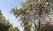 Đường hoa ban trắng đẹp mê mẩn ở ngoại thành Hà Nội