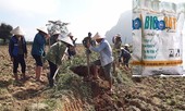 Sử dụng thuốc diệt chuột bị cấm tại TP Thanh Hóa: Xử lý trách nhiệm ra sao?