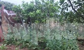 Lén lút trồng cây thuốc phiện trong vườn sẽ bị xử lý thế nào?
