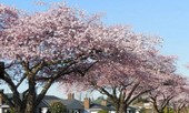 Sắc thắm của lễ hội hoa anh đào ở Canada