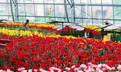 Khám phá “mùa hoa Hà Lan” sớm nhất thế giới tại đảo nhiệt đới Hòn Tre