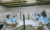 Rồng nhỏ Kim Tiểu Long chất lượng đặt trên số lượng
