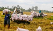 Việt Nam xuất khẩu hơn 6 triệu tấn gạo, giá trị hơn 3 tỷ USD