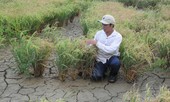 Thủ tướng hỏa tốc chỉ đạo theo dõi dòng chảy sông Mekong và xâm nhập mặn ở ĐBSCL