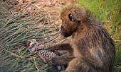 Báo hoa mai con chết thảm khi rơi vào tay khỉ đầu chó ‘hậu đậu’