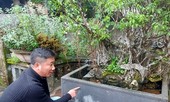 Cây cảnh... lãnh đủ: Trái đắng