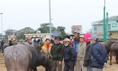 Chợ trâu cuối năm: Sàn giao dịch sôi động