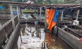 Nguy cơ ngành nuôi cá tầm chết yểu
