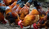 Việt Nam cảnh giác cúm A/H5N8 lây từ gà sang người
