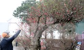 Chiêm ngưỡng cây đào “khủng” giá 100 triệu ở Thủ đô