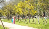 Chủ tịch tỉnh kêu gọi xây dựng Huế thành ‘xứ sở mai vàng’ của Việt Nam