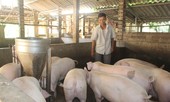 Giá thịt lợn tết ở mức cao, nông dân được hưởng lợi như thế nào?
