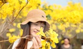 Nghìn người đổ về chiêm ngưỡng vườn hoa Phong Linh vàng rực rỡ ở Bắc Giang