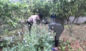 Trồng hàng trăm cây thuốc phiện trong vườn, người dân nói ‘để làm rau ăn’