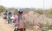 Đào Nhật Tân 'mini' hối hả về phố trước rằm tháng Chạp