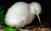 Con chim trắng chết trên bàn mổ khiến cả New Zealand tiếc thương