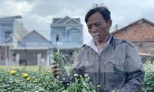 Hàng trăm chậu hoa cúc của nông dân ở Quảng Ngãi bị đập phá trong đêm