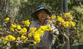 Nhà vườn thủ phủ mai vàng miền Trung tất bật 'tút' lại cây lo cho Tết năm sau