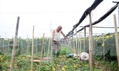 Hoa cúc nhuộm vàng cánh đồng trong nỗi xót xa của người nông dân