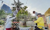 Người trồng mai ở TPHCM gấp rút tỉa lá, trâu vàng 'cõng' quất hút khách miền Tây