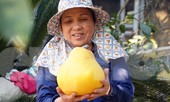 Bưởi 'khổng lồ' ở Hải Phòng cháy hàng ngày cận Tết