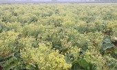 Xót xa cảnh súp lơ ở Hải Dương nở hoa vàng cả cánh đồng