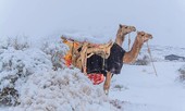Ngỡ ngàng bộ ảnh tuyết phủ sa mạc Sahara đẹp như mơ