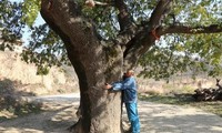 Mysterious 400 years old tree, cure many diseases for villagers