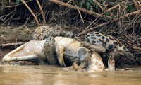 Cheetahs kill alligators.