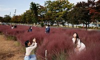 Các bạn trẻ thích thú chụp ảnh ở cánh đồng cỏ hồng đẹp mê hồn ở Hàn Quốc