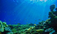 Đại dương cần thiết với sự sống trên Trái Đất thế nào?