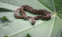Phát hiện rắn viper hai đầu hiếm gặp