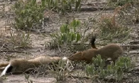 Cầy mangut đoạt xác thỏ từ rắn mamba đen kịch độc