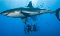 Cá mập trắng tấn công lồng bảo hộ có du khách bên trong