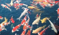 Đàn cá Koi Nhật Bản chuyển từ sông Tô Lịch sang Hồ Tây giờ ra sao?