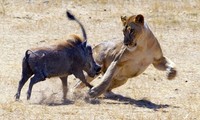 Cuộc chiến không cân sức giữa sư tử và lợn bướu