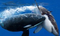Cách săn mồi của cá voi sát thủ