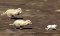 Chiến thuật giúp sói Bắc Cực vây bắt con mồi thành công