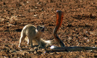 Cầy mangut giúp sóc đối phó với rắn hổ mang