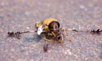 Đàn kiến tấn công hạ gục ong bắp cày khổng lồ xâm lấn tổ