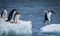 Tại sao bàn chân của chim cánh cụt không bị đóng băng?