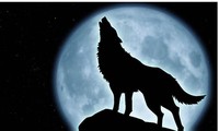 Tiếng hú của chó sói trong đêm là để tụ tập bầy đàn. 